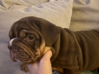 English Bulldog dogs - Advert 2