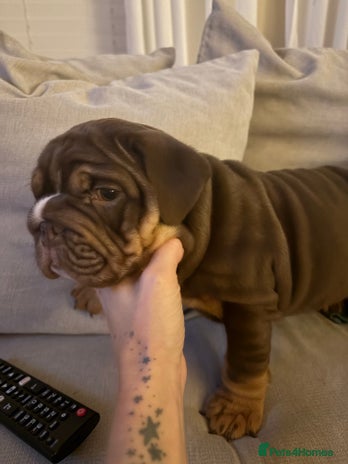 English Bulldog dogs - Advert 1