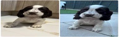Cocker Spaniel Puppy 9