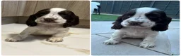 Cocker Spaniel dogs for sale: 🐾STUNNING KC REGISTERED SHOW COCKERS🐾 - Advert 6