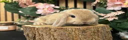 Mini Lop rabbits for sale: Pure Breed Mini Lop Butterfly new born bunnies  in Aberdare - Advert 14