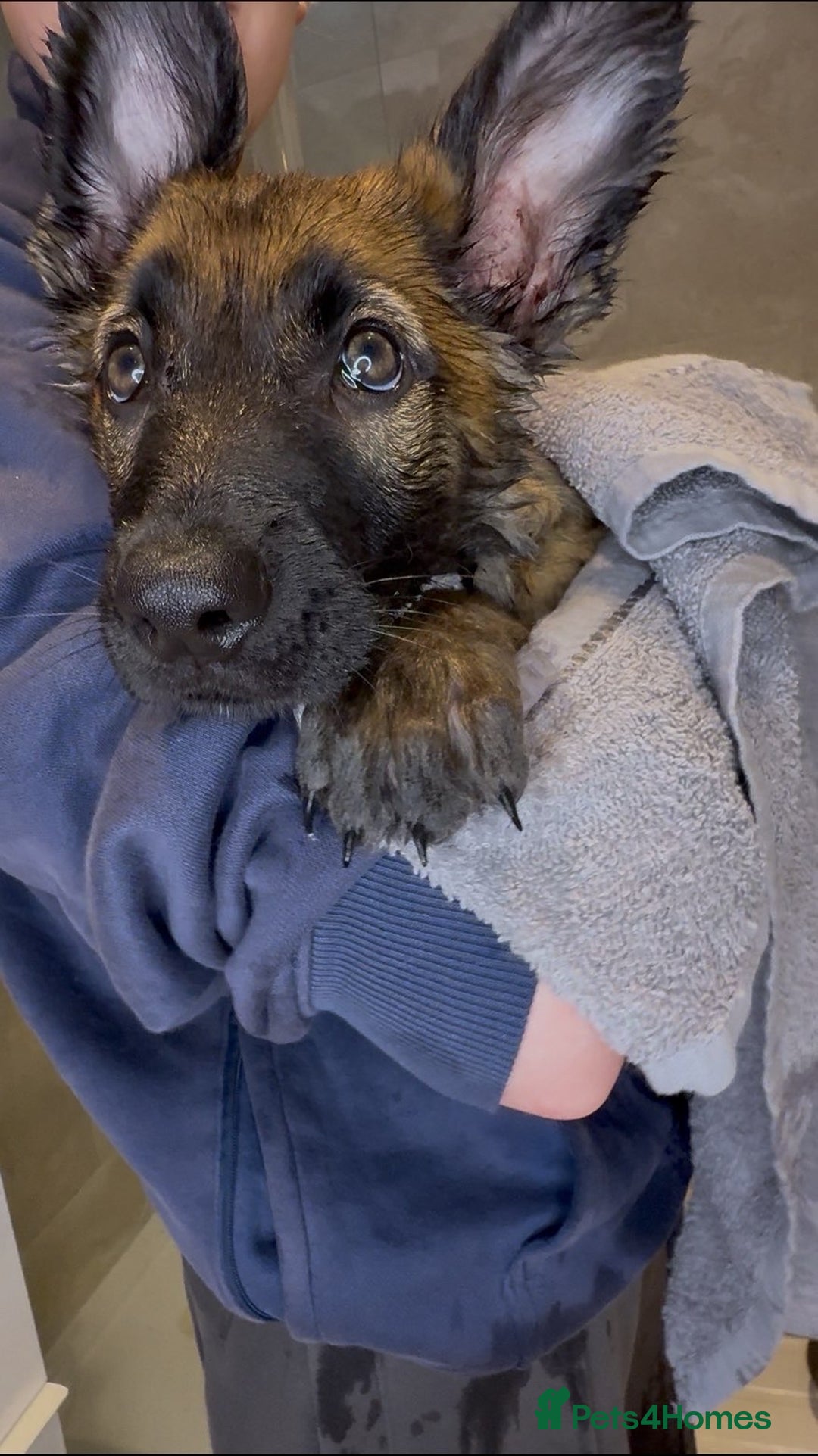 German Shepherd dogs for sale: Czech German shepherd 4 months - Advert 6