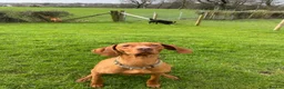 Hungarian Vizsla dogs for sale: Beautiful KC Registered Hungarian Vizsla puppies  in Blackburn - Advert 24
