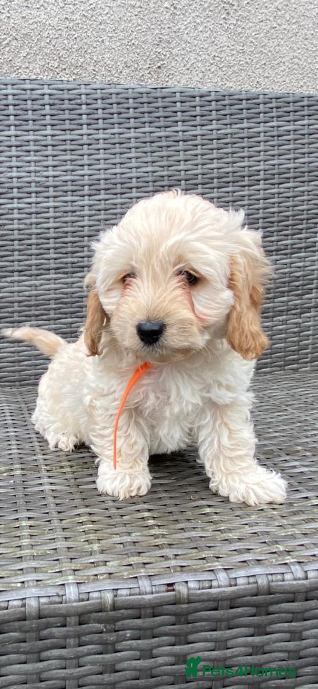 Cavapoochon dogs for sale: Cavapoochon Pups For Sale - Advert 3