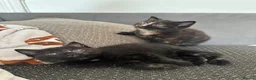 Mixed Breed cats for sale: 3 female baby cat  - Advert 6