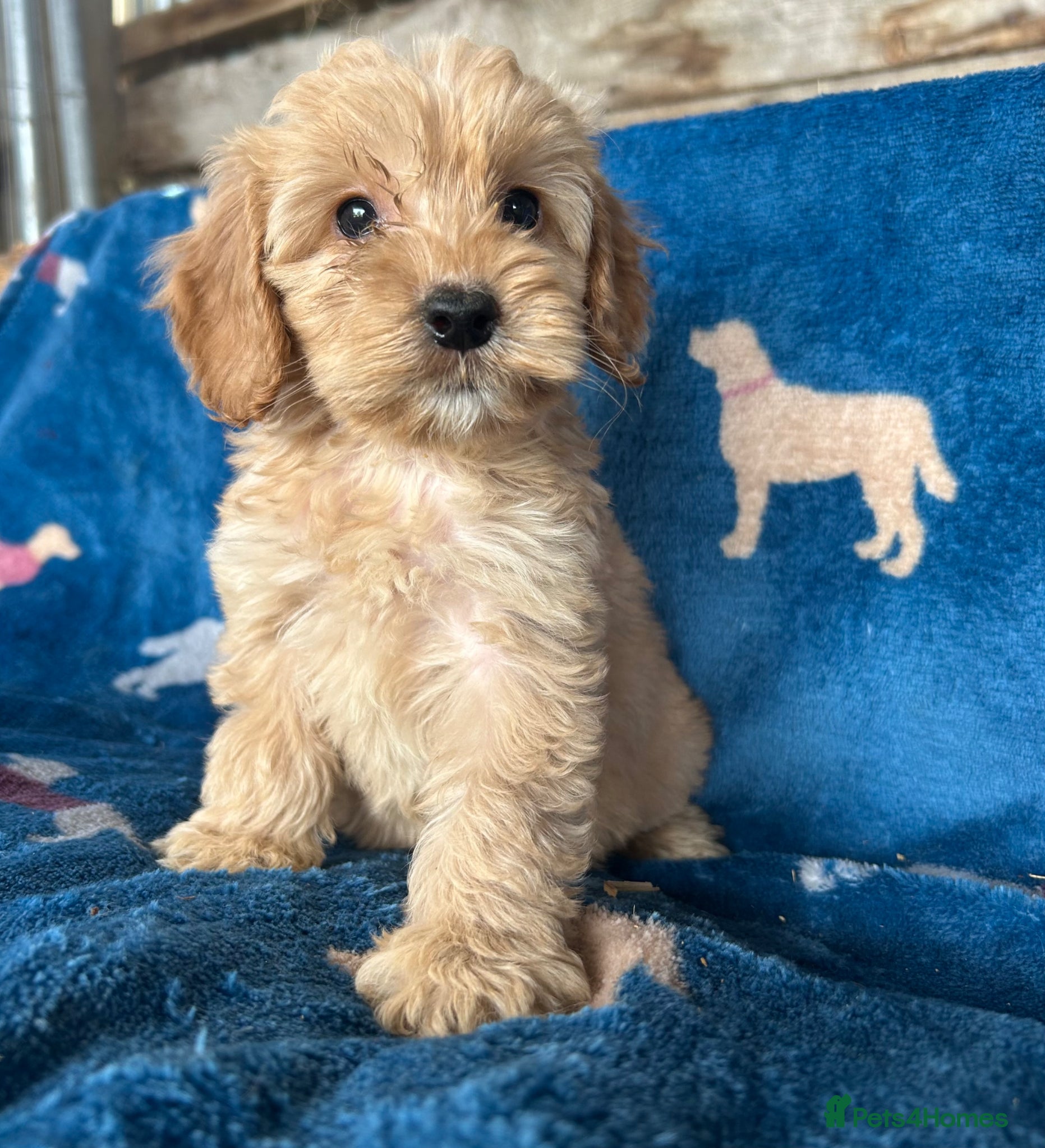 Cockapoo dogs Cockerpoo Puppies - Advert 1