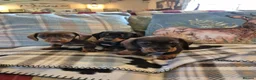 Miniature Dachshund dogs for sale: 3 Smooth haired Miniature Dachshund boys - Advert 9