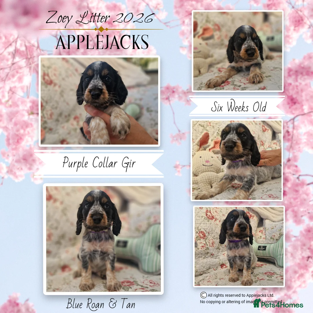 Cocker Spaniel dogs for sale: KC Pedigree Show Cocker Spaniel Puppies - Advert 1