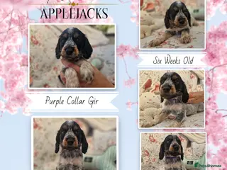 Cocker Spaniel dogs for sale: KC Pedigree Show Cocker Spaniel Puppies - Advert 2