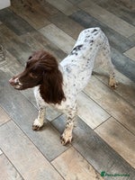 English Springer Spaniel dogs - Advert 4