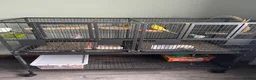 Budgerigars birds for sale: Two budgies with cage in Newton Abbot - Advert 2