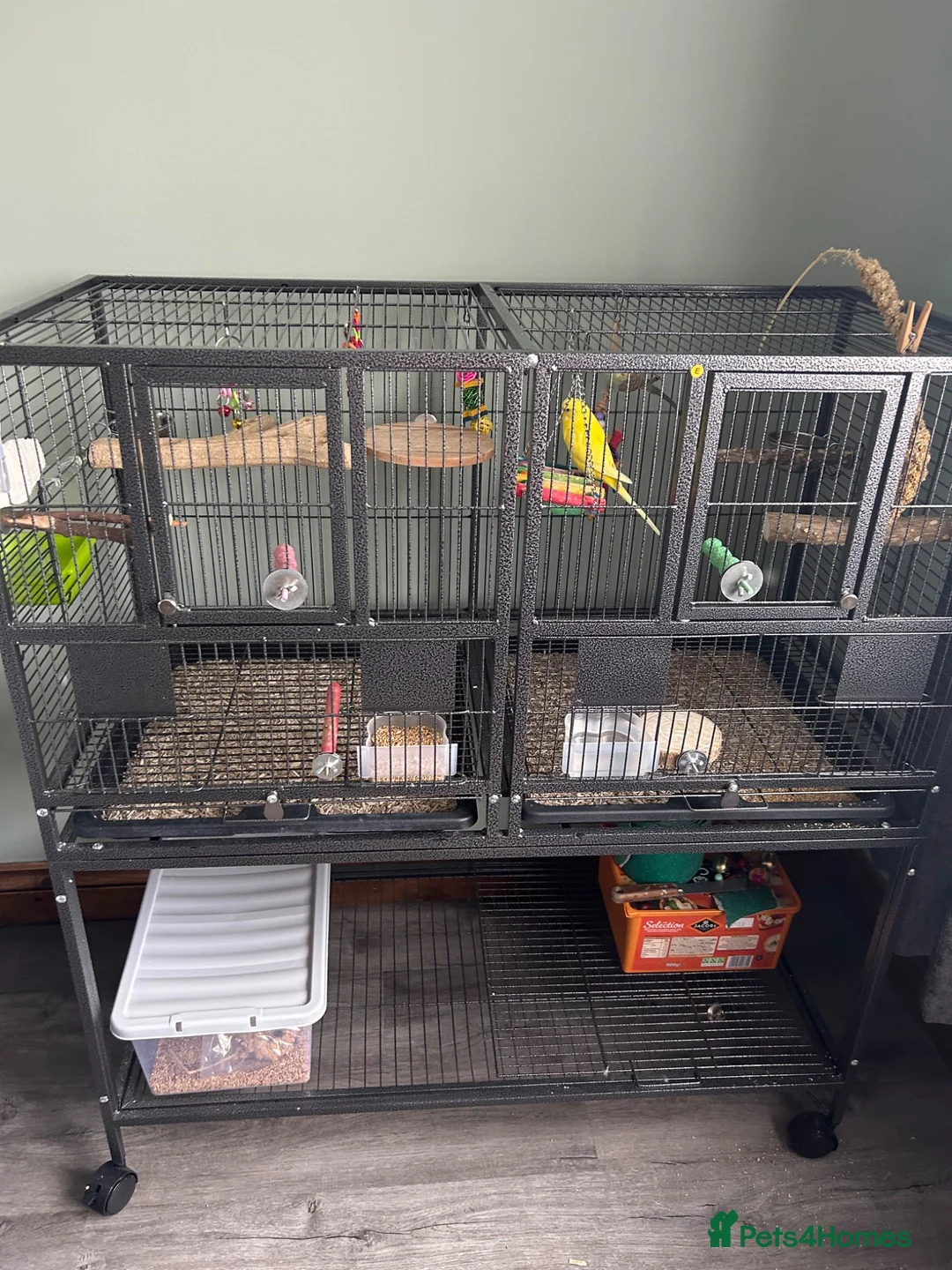 Budgerigars birds for sale: Two budgies with cage in Newton Abbot - Advert 2