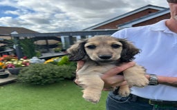 Miniature Dachshund dogs for sale: Reduced, mini L/H £1300 - Image 17