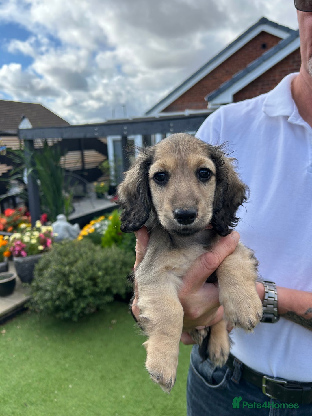 Miniature Dachshund dogs for sale: Reduced, mini L/H £1300 - Image 17