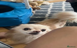 Mixed Breed dogs for sale: Milky - Image 2