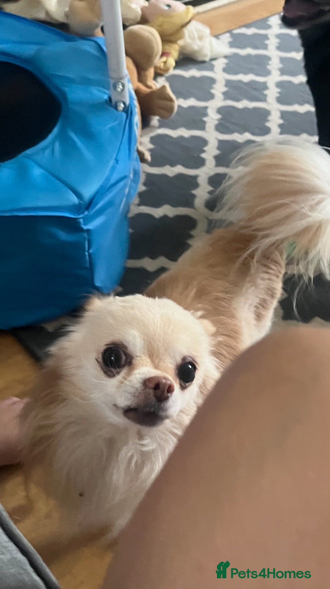 Mixed Breed dogs for sale: Milky - Image 2