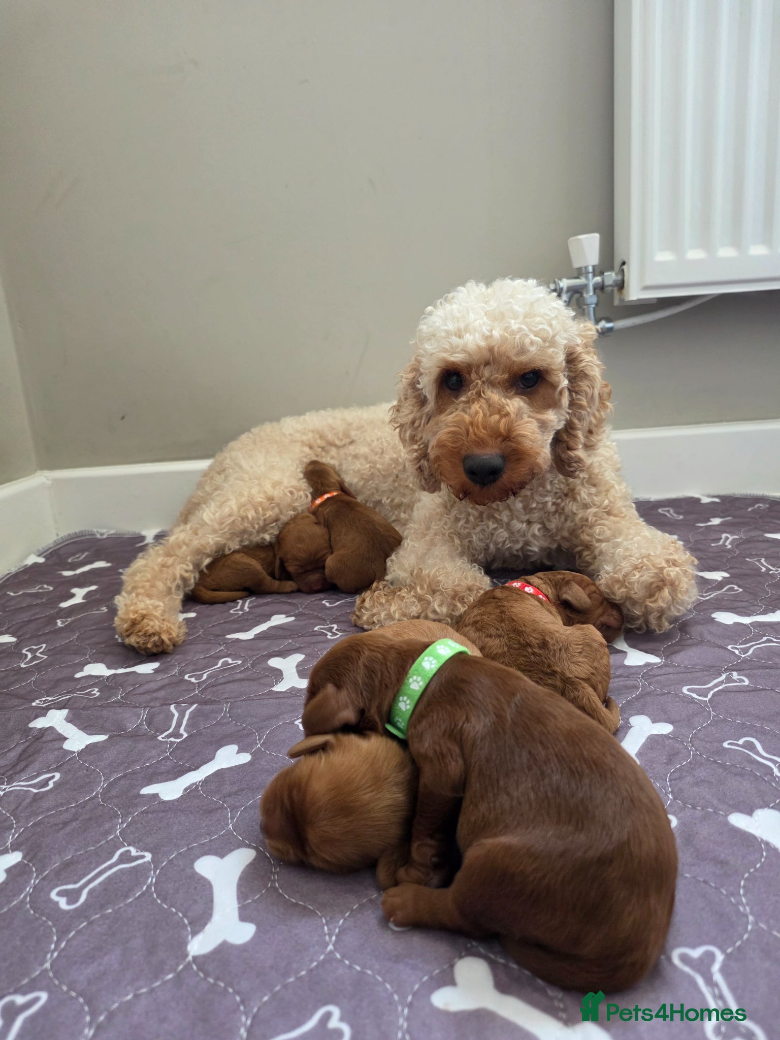 Cockapoo dogs for sale: Cockapoo puppies in Dereham - Advert 8