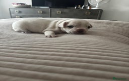 French Bulldog dogs for sale: 2 Male and 2 Female French Bulldogs - Image 27