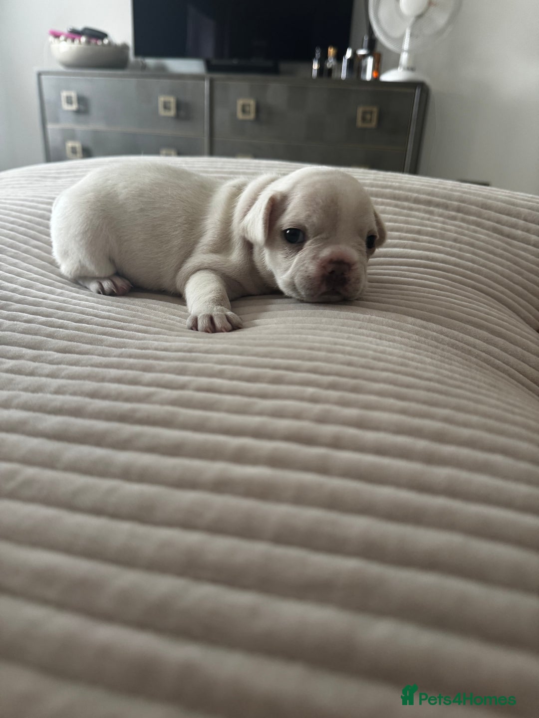 French Bulldog dogs for sale: 2 Male and 2 Female French Bulldogs - Image 27