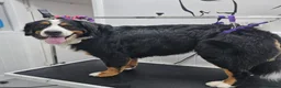 Bernese Mountain Dog dogs for sale: Bernese mountain dog (Bess). in Liverpool - Advert 12