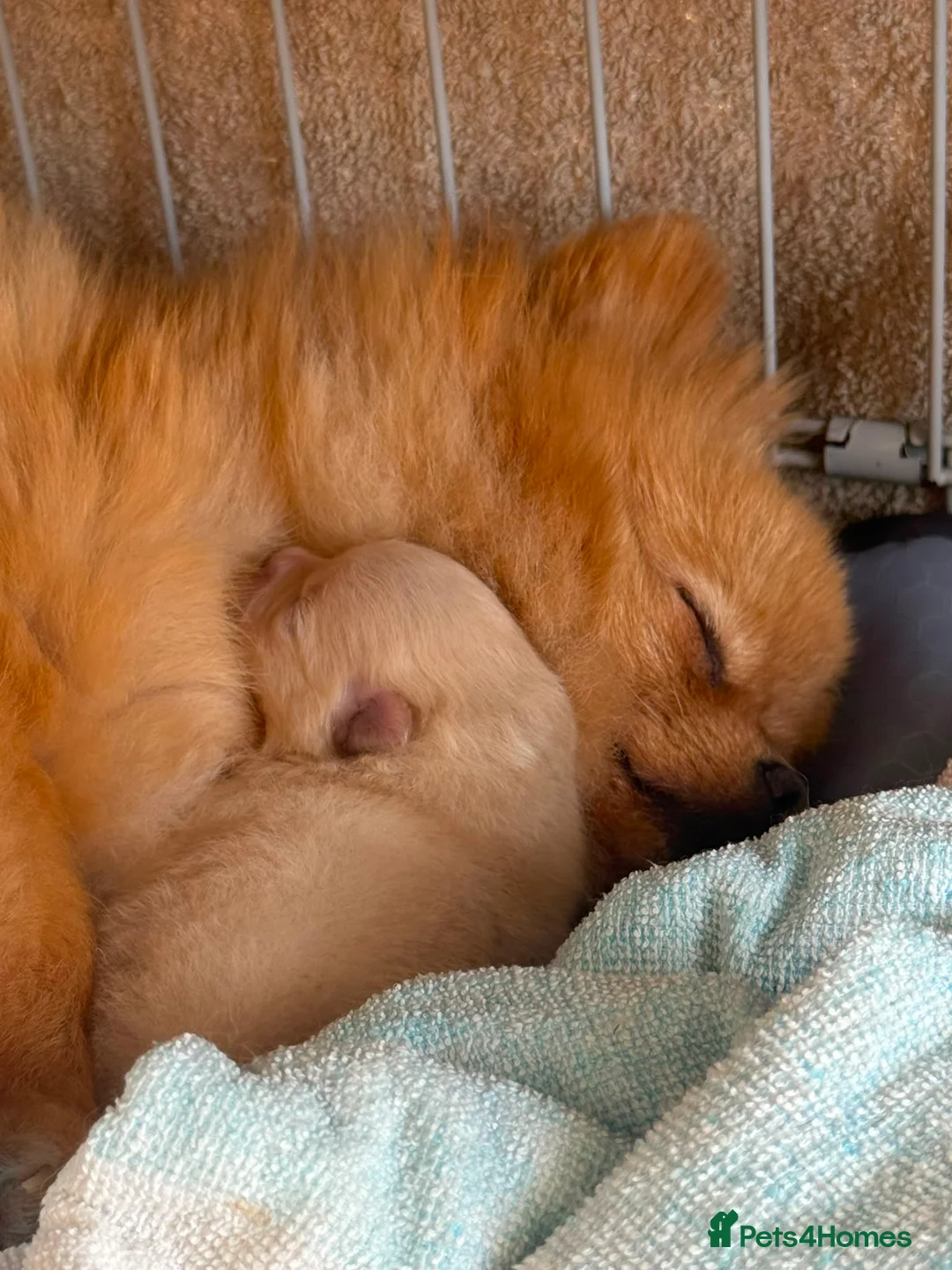 Pomeranian dogs for sale: Stunning White Female Pomeranian Puppy Available - Advert 1