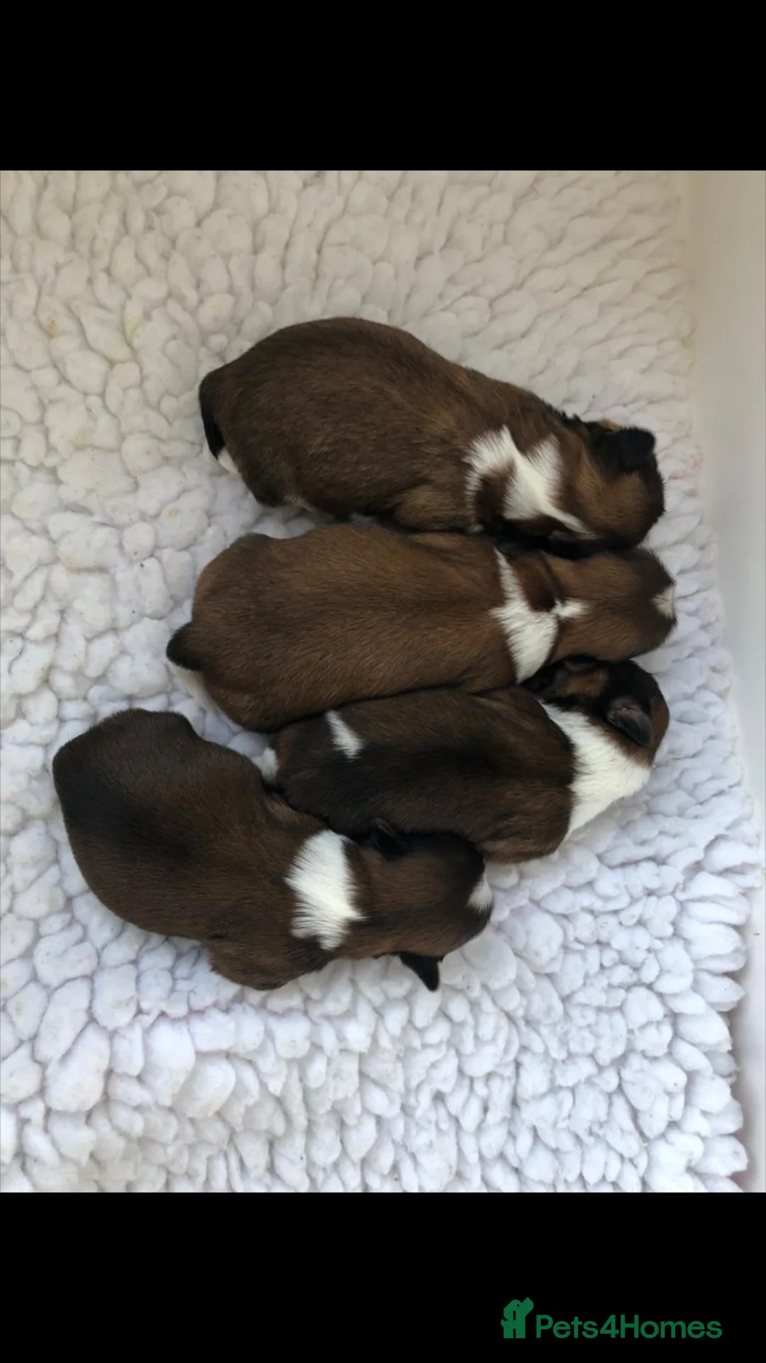 Shih Tzu dogs for stud: Stud dog in Bridgend - Advert 10