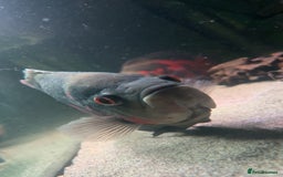 Other/Mixed Breed fish for sale: Large Pair Of Oscars - Image 1