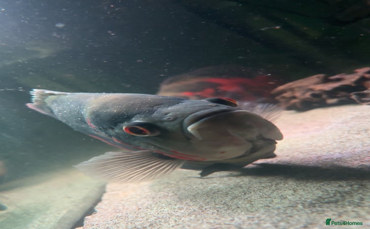 Other/Mixed Breed fish - Advert 1