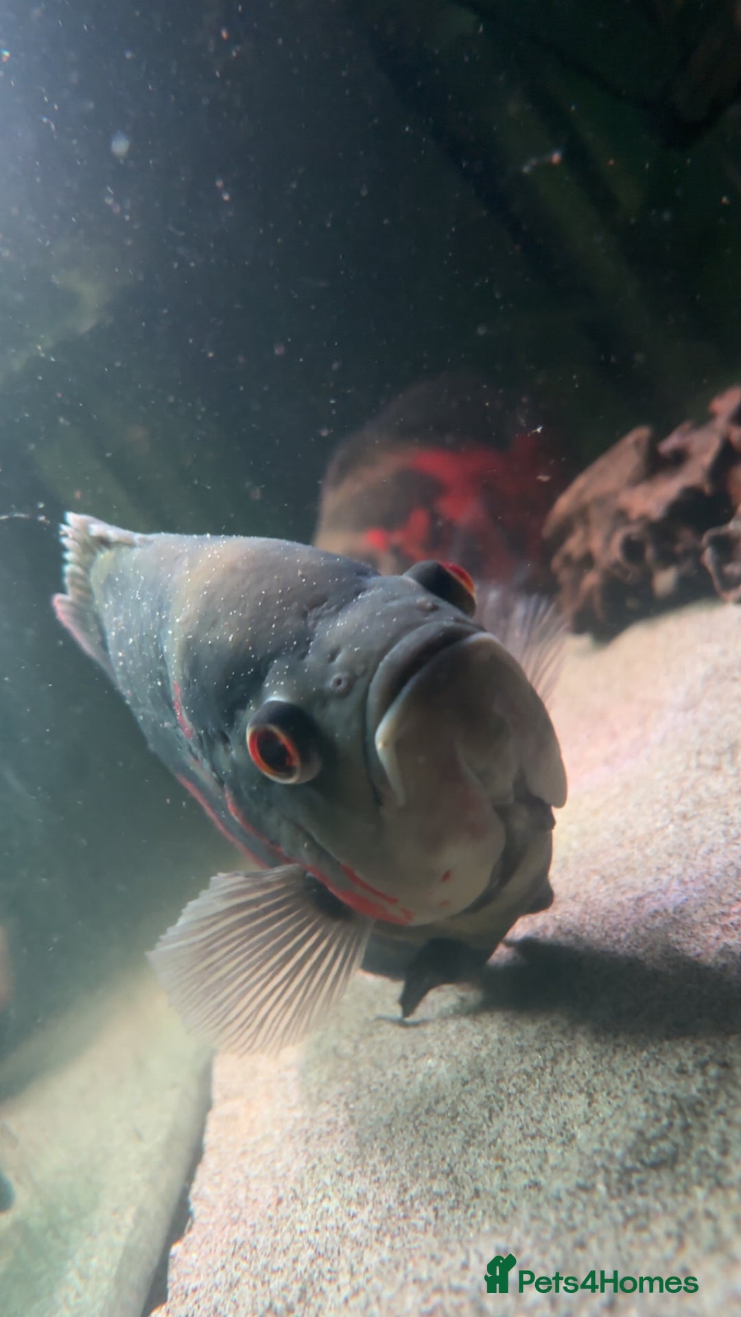 Other/Mixed Breed fish for sale: Large Pair Of Oscars - Image 1