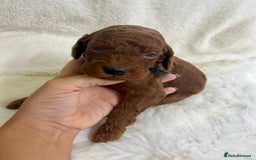 Goldendoodle dogs for sale: Outstanding Quality health tested Goldendoodles  - Image 11