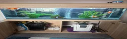 Fancy Goldfish fish for sale: Seabray elite aquarium 340l and fish full set up  - Advert 1