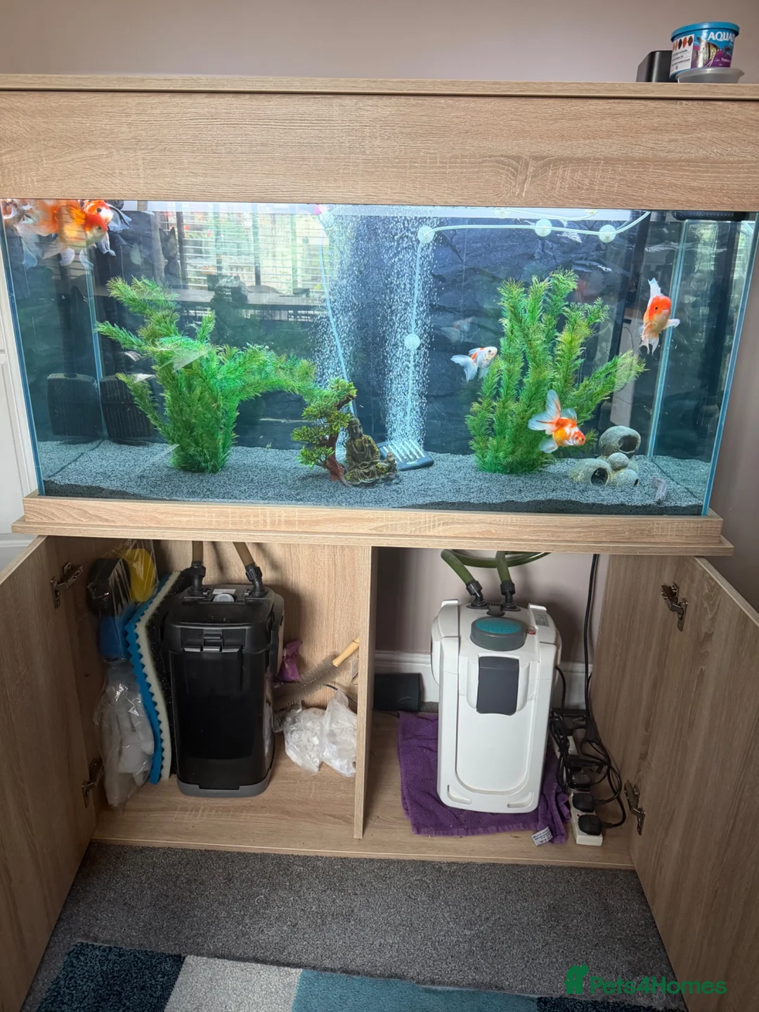 Fancy Goldfish fish for sale: Seabray elite aquarium 340l and fish full set up  - Advert 1