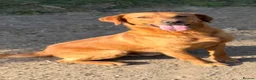 Labrador Retriever dogs for sale: Labrador puppies 4 male 2 female  - Advert 6