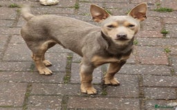 Jack Russell dogs for sale: Beautiful Muchwenlock Jack Russell puppies - Image 11
