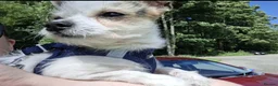 Chorkie dogs for sale: 77%chihuahua 23%yorkie in Alva - Advert 1