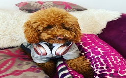 Toy Poodle dogs for stud: RED TOY POODLE KC REGISTERED PROVEN STUD in Derby - Image 12