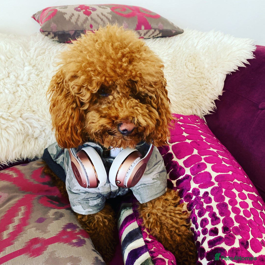 Toy Poodle dogs for stud: RED TOY POODLE KC REGISTERED PROVEN STUD in Derby - Image 12