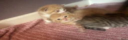 Turkish Van cats for sale: Beautiful little kittens  - Advert 8