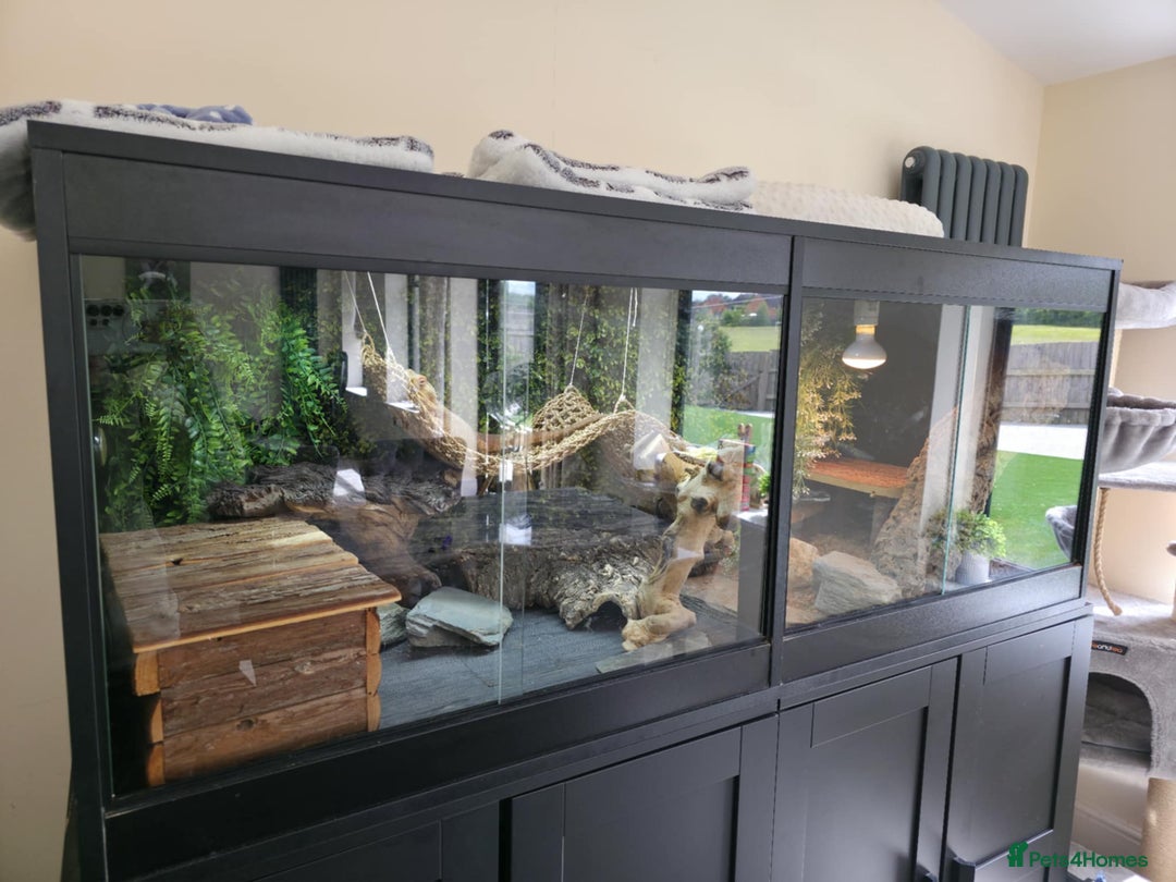 Bearded Dragon reptiles for sale: Alex looking for a loving home  - Image 2