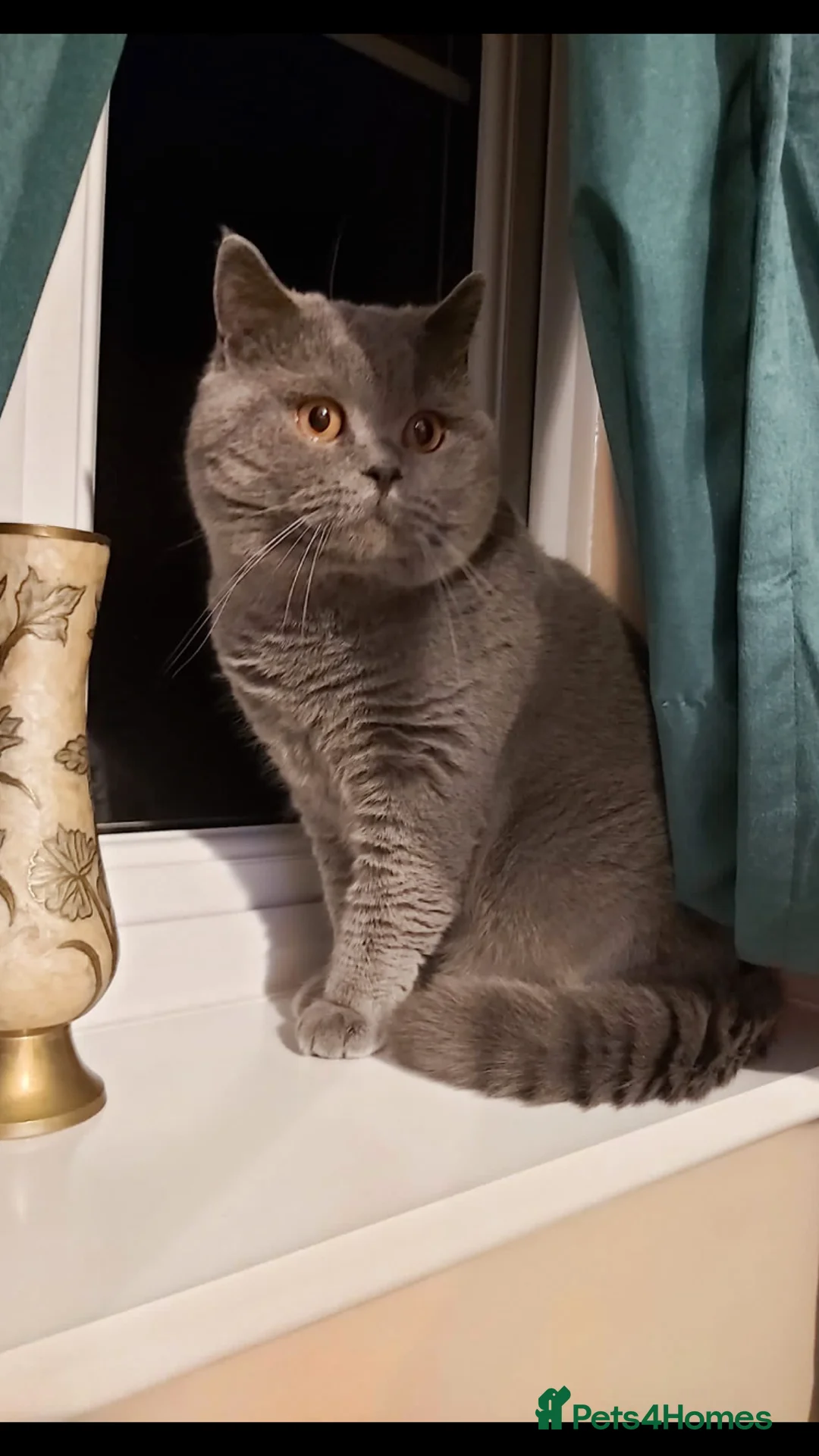 British Shorthair cats for stud: Boy for Stud Active GCCF Status  CHAMPIONSHIP in Wantage - Advert 2