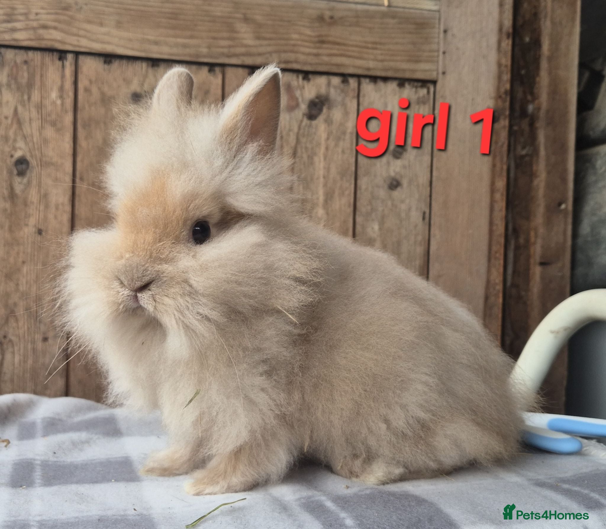 Lionhead rabbits Lion head babys 2 girls 1 boy left  - Advert 19