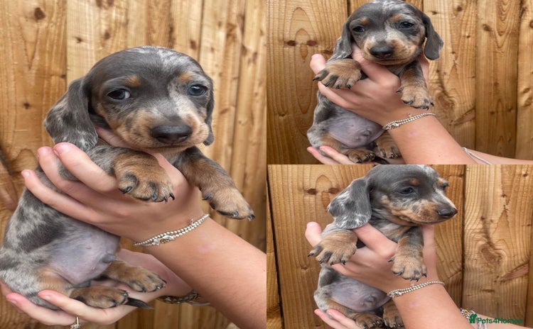 Miniature Dachshund dogs - Advert 2