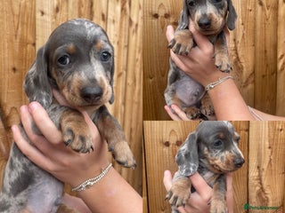 Miniature Dachshund dogs - Advert 29