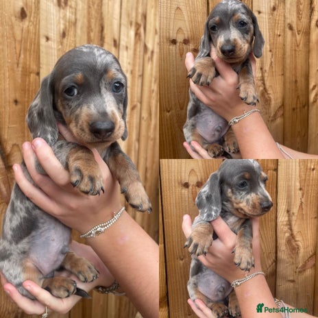 Miniature Dachshund dogs - Advert 2