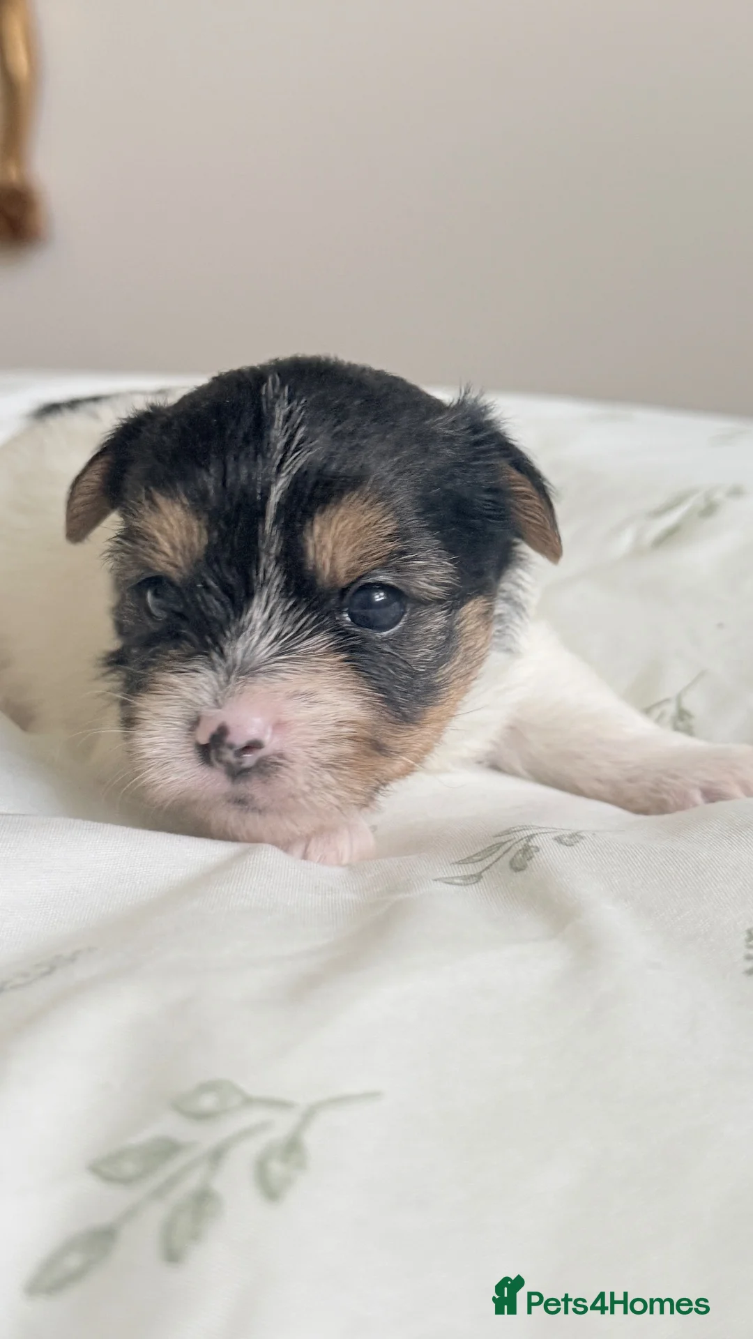 Yorkshire Terrier dogs for sale: Chocolate, Biewer & Black & Tan Yorkshire Terriers - Advert 15