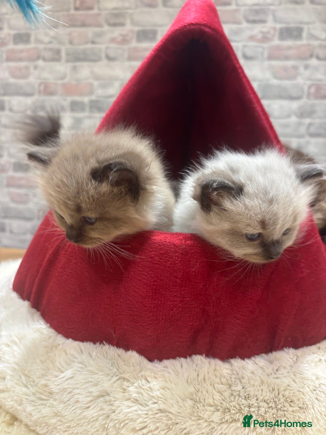 Ragdoll cats for sale: Gorgeous Ragdoll Seal Mink kittens TICA Registered - Advert 7
