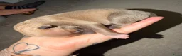 Italian Greyhound dogs for sale: Italian grey hounds  - Advert 7