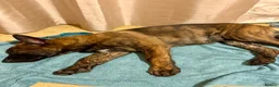 German Shepherd dogs for sale: STUNNING, Chunky Dutch Herder x GSD Puppies - Advert 6