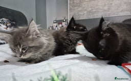 Maine Coon cats for sale: Stunning litter of maine coon kittens  - Advert 14
