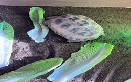 Tortoise reptiles for sale: Tortiouses  - Image 1